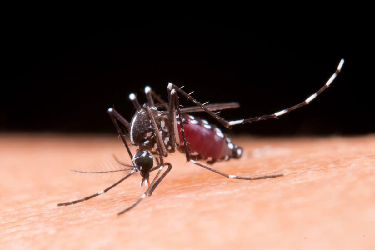 panese-cambiamento-climatico-virus-zanzara